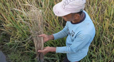 Terancam Puso, Ratusan Hektare Lahan Padi di Trenggalek Terserang Hama Wereng