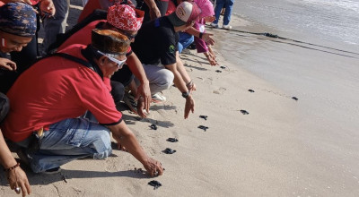 Ratusan Tukik dan Perkutut Dilepaskan di Pantai Papuma Jember