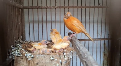 Pesona Kenari Merlok, Si Merah Cerah yang Jadi Primadona Kicau Mania