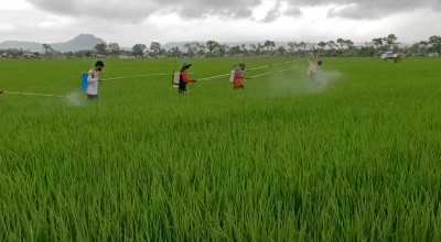 Tangani Hama Wereng, Dinas Pertanian Tulungagung Bagikan Pestisida Gratis
