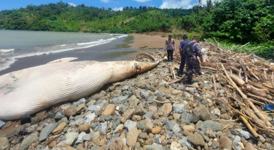 Bangkai Paus Balin Ditemukan Terdampar di Tulungagung