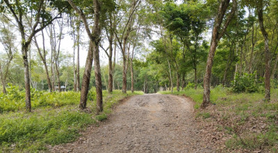 Petani Kopi Butuh Perbaikan Jalan, Politisi PKB Minta Pemkab Jember Beri Perhatian