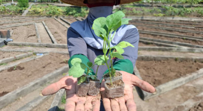 Lapas Kediri Ajak Narapidana Tanam Terong, Belajar Jadi Petani