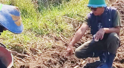 Bertani Tebu Tak Semanis Gula Tebu