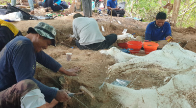 Fosil Gajah Purba Stegodon Ditemukan di Nganjuk, Usia 800 Ribu Tahun