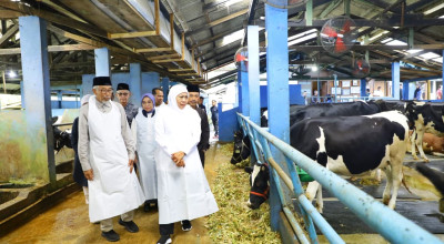 Jatim Mulai Tekan Ketergantungan Susu Impor