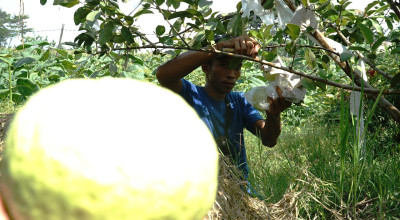 Kisah Warga di Tulungagung Kembangkan Budi Daya Jambu Kristal Jumbo