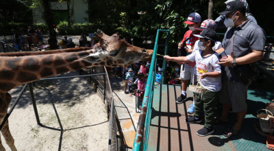 Dicari Pemimpin Kebun Binatang Surabaya, Apecsi: Stop Direktur "Odong-Odong"!