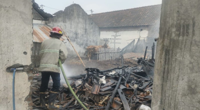 Satu Kandang Sapi di Kediri Kebakaran, Diduga Akibat  Pembakaran Diang