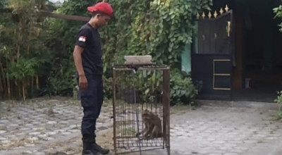 Monyet Liar Bikin Panik Warga Gogorante Kediri, Damkar Turun Tangan