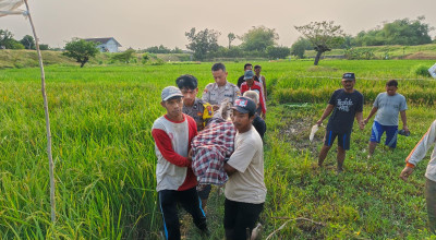 Lagi, Petani Lamongan Meregang Nyawa Tersengat Jebakan Tikus