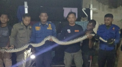 Ular Piton 3 Meter Gegerkan Warga Sidomulyo, Damkar Kediri Evakuasi dari Atap Rumah