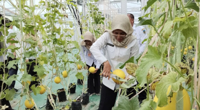 Pemkab Kediri Kenalkan Melon Hidroponik, Diharapkan Jadi Pemicu Petani Milenial