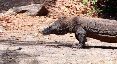 Foto: Wisata di Tanah Sang Penjaga Tua