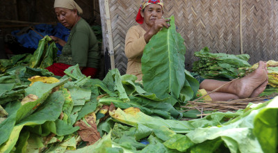 Ketua Ansor Jatim: Negara Nikmati Cukai Tembakau, Petani Merana