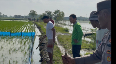 Atasi Hama Tikus Tanpa Jebakan Listrik, Warga dan Polisi di Lamongan Lakukan Ini