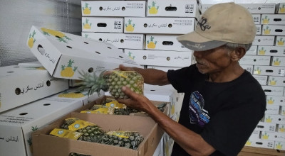 Nanas Queen Simplek Kediri Trial Ekspor ke Arab Saudi