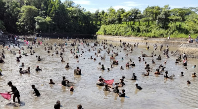 Ribuan Orang Serbu Gropyok Ikan Sumber Jembangan Kediri, Seru Banget!