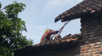 Damkar Kediri Evakuasi Sarang Tawon Vespa di Rumah Warga Mojo, 1 Orang Terluka