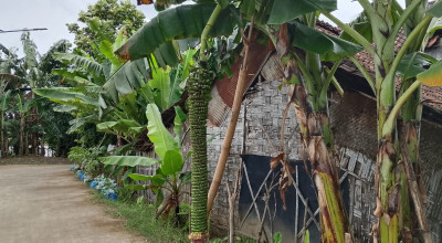 Unik! Pohon Pisang di Lamogan ini Berbuah Sepanjang 2 Meter