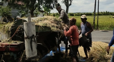 Masuki Panen 2026, Bulog Kediri Siap Serap Gabah Petani Sesuai HPP