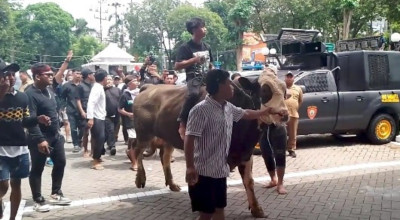Jagal Pegirian Keler Sapi Hidup ke Gedung DPRD Surabaya, Tolak Relokasi