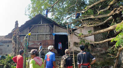 Pohon Trembesi Berukuran Besar Ambruk Timpa Rumah di Tulungagung
