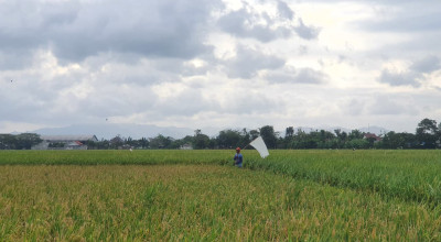 Hasil Panen Padi di Tulungagung Tahun Ini Suplus 50 Persen