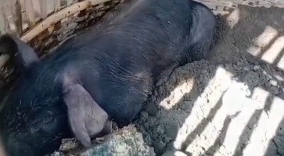Video Penangkapan Babi Hitam di Tulungagung Viral, Ini Penjelasan Warga