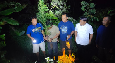 Tanam Batang Ganja di Rumah dan Ladang, 2 Warga Plosoklaten Kediri Diciduk Polisi