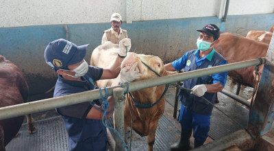 Disnakeswan Tulungagung Temukan Kasus PMK, Gencarkan Vaksinasi dan Disinfaksi