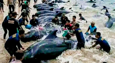 Ratusan Paus Pilot Terdampar di Rote Ndao, 50 Ekor Dilaporkan Mati
