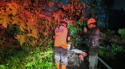 Motor Plat Merah di Jember Tertimpa Pohon Ambruk, Pengendara Selamat