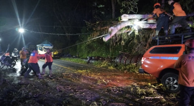 Pohon Tumbang Tutup Jalur Trenggalek-Ponorogo, Listrik Sempat Padam 1,5 Jam