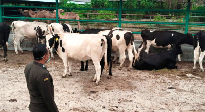 Dukung Program MBG, Indonesia Impor Sapi Perah hingga Unta dari Australia