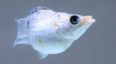 Tren Ikan Molly Melejit di Kediri, Dari Hobi Jadi Peluang Ekonomi Menjanjikan