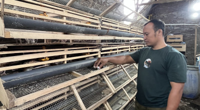 Permintaan Pasar Tinggi, Peluang Usaha Ternak Puyuh di Probolinggo Masih Terbuka