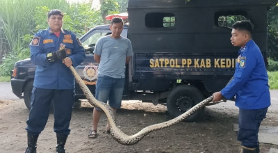 Heboh Ular Piton 2,5 Meter Masuk Kandang Ayam Warga Kediri