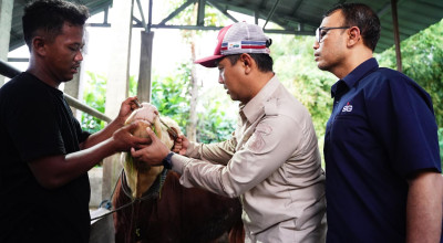 SIG Salurkan Sapi dan Kambing Kurban hingga Papua Barat