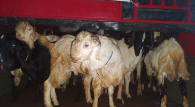 Penyelundupan 50 Kambing Kurban ke Bali Digagalkan di Pelabuhan Ketapang
