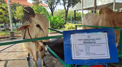 Mengintip Sapi Kurban Presiden Prabowo di Al Akbar Surabaya, Bobotnya 1 Ton
