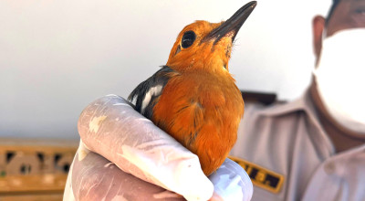 Penyelundupan Ratusan Burung Tanpa Dokumen Digagalkan di Ketapang