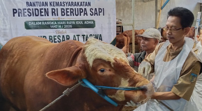 Sapi Kurban Prabowo Limousin Cross untuk Kediri Dibeli dari Peternak Asal Kandat