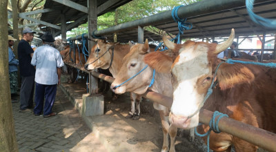 Harga Hewan Kurban di Tulungagung Mulai Mengalani Kenaikan, Ini Kisarannya