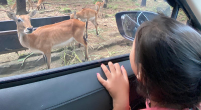 Prakiraan Cuaca Wisata Jatim: KBS-Taman Safari Cerah, Hindari Air Terjun
