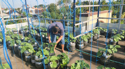 Warga Lamongan Sulap Rooftop Rumah Jadi Kebun Melon Hidroponik