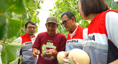 Panen Melon 1,7 Ton di Tanggulangin, Pertagas OEJA Perkuat Ketahanan Pangan