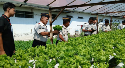 Diminati Karena Kualitas, Selada Hidroponik Lapas Lamongan Suplai Dapur MBG