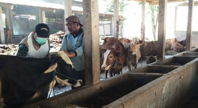 Stok Ketersediaan Sapi di Lamongan Menurun, Harga Daging Mengalami Kenaikan