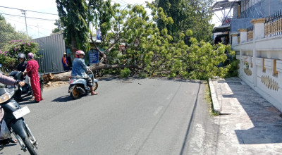 Angin Kencang Sebabkan Dua Pohon Tumbang di Kota Ptobolinggo